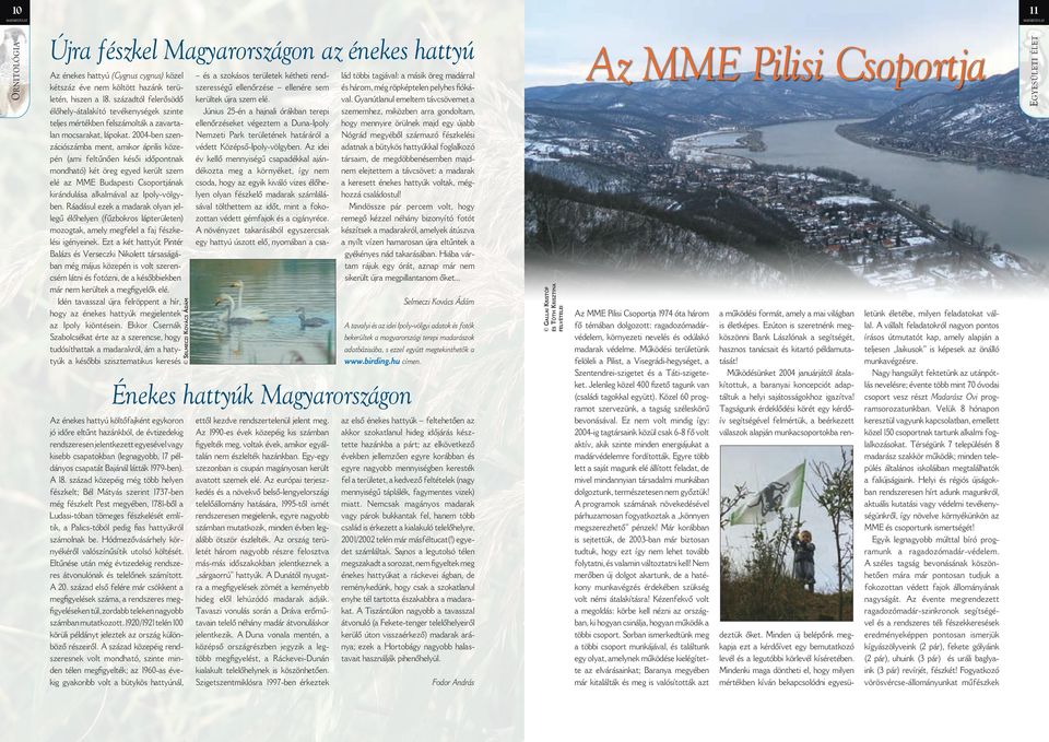 2004-ben szenzációszámba ment, amikor április közepén (ami feltűnően késői időpontnak mondható) két öreg egyed került szem elé az MME Budapesti Csoportjának kirándulása alkalmával az Ipoly-völgyben.