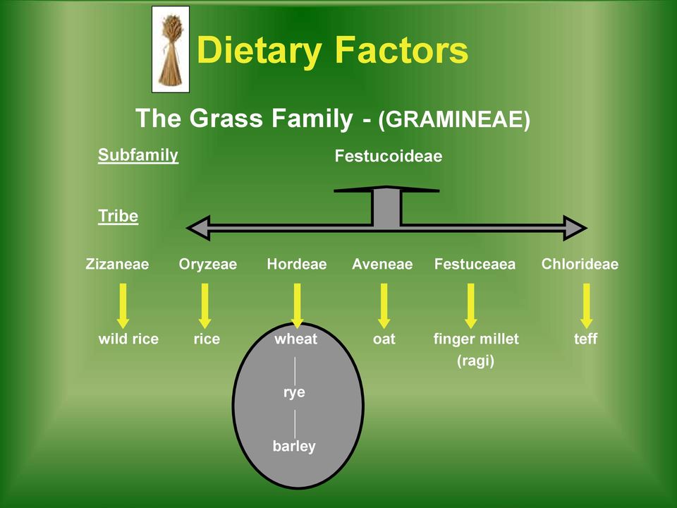 Hordeae Aveneae Festuceaea Chlorideae wild rice