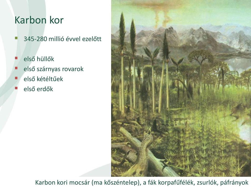 kétéltűek első erdők Karbon kori mocsár (ma