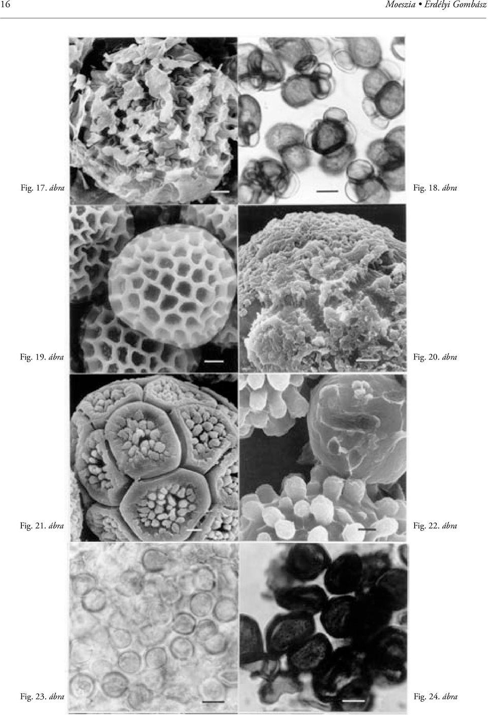 ábra Fig. 20. ábra Fig. 21.