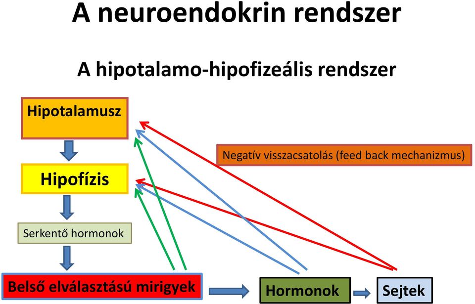 Negatív visszacsatolás (feed back mechanizmus)