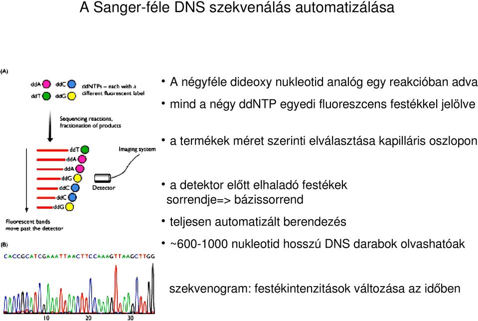 atermékekméretszerintielválasztásakapillárisoszlopon adetektorelőttelhaladófestékek