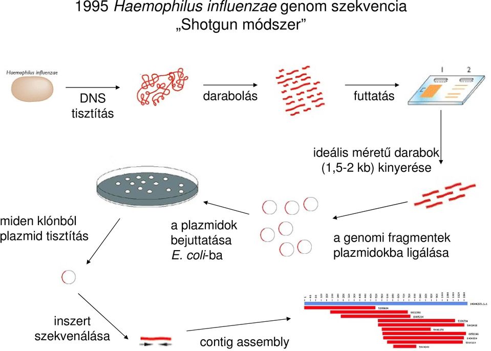 2kb)kinyerése midenklónból plazmidtisztítás inszert szekvenálása