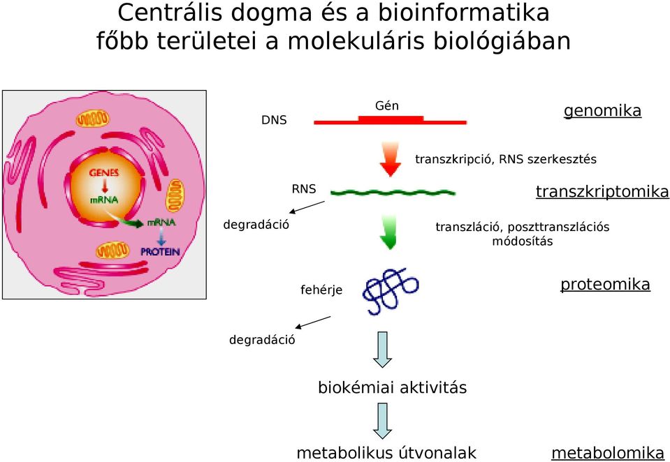 transzkriptomika degradáció transzláció, poszttranszlációs módosítás