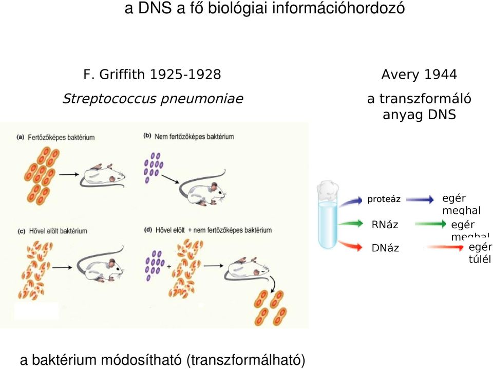 pneumoniae a transzformáló anyag DNS proteáz RNáz