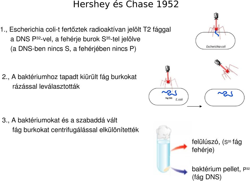 teljelölve (adns bennincss,afehérjébennincsp) 2.