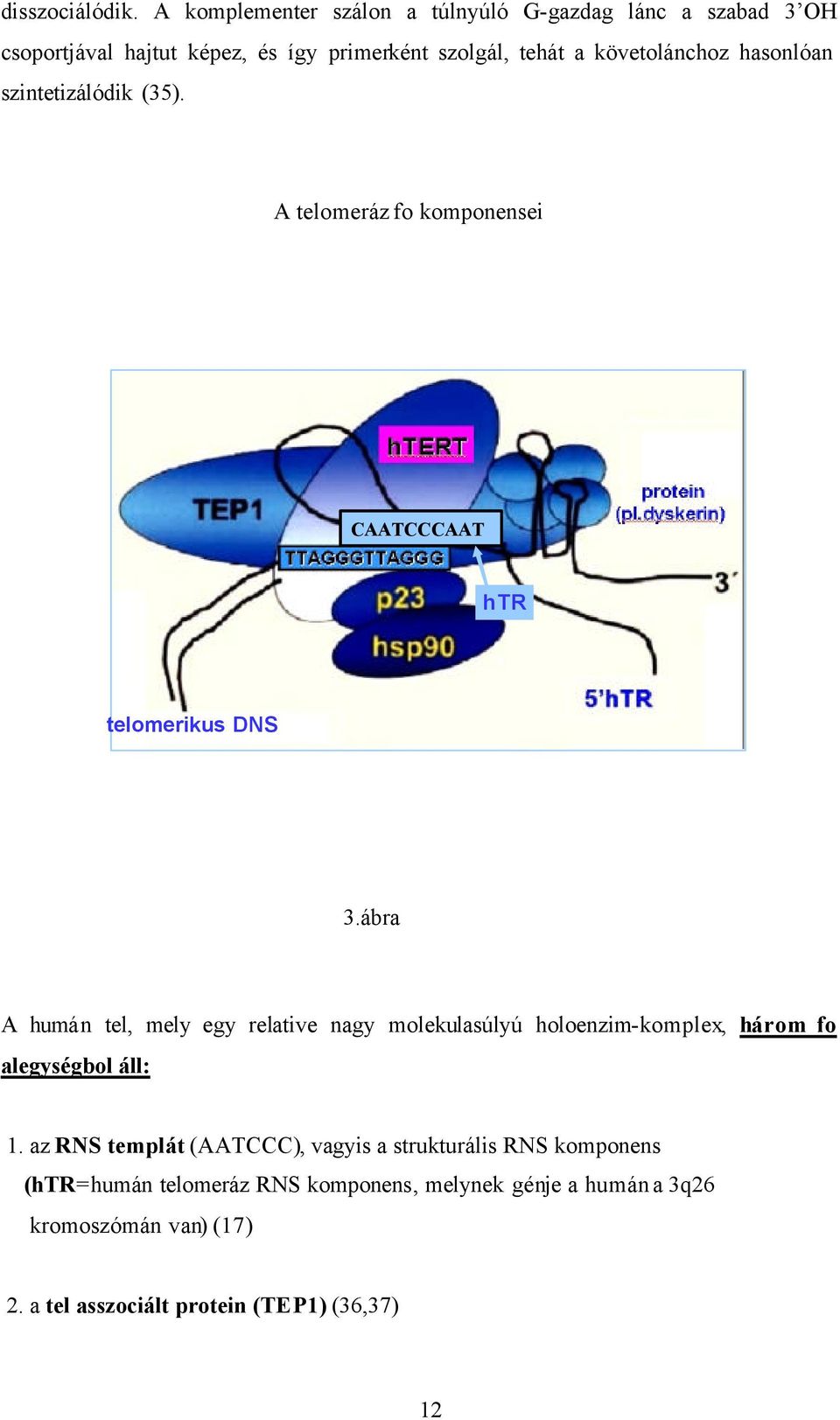 követolánchoz hasonlóan szintetizálódik (35). A telomeráz fo komponensei CAATCCCAAT htr telomerikus DNS 3.