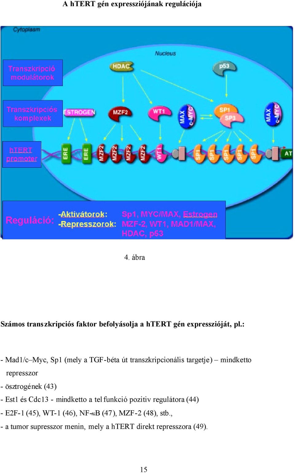 : - Mad1/c Myc, Sp1 (mely a TGF-béta út transzkripcionális targetje) mindketto represszor - ösztrogének