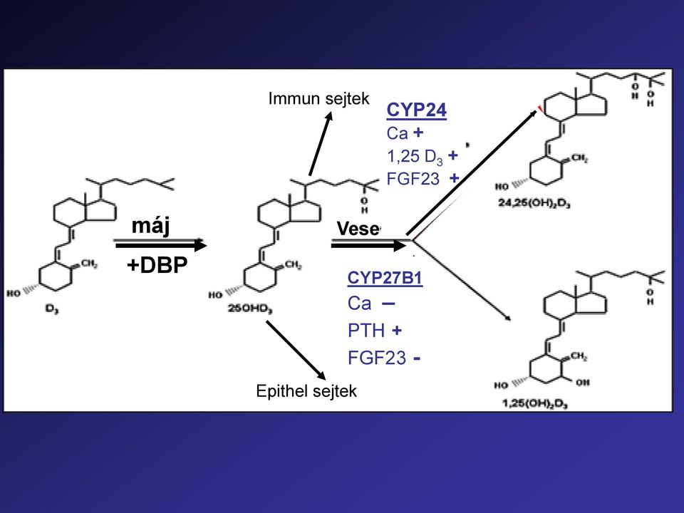 +DBP Epithel sejtek