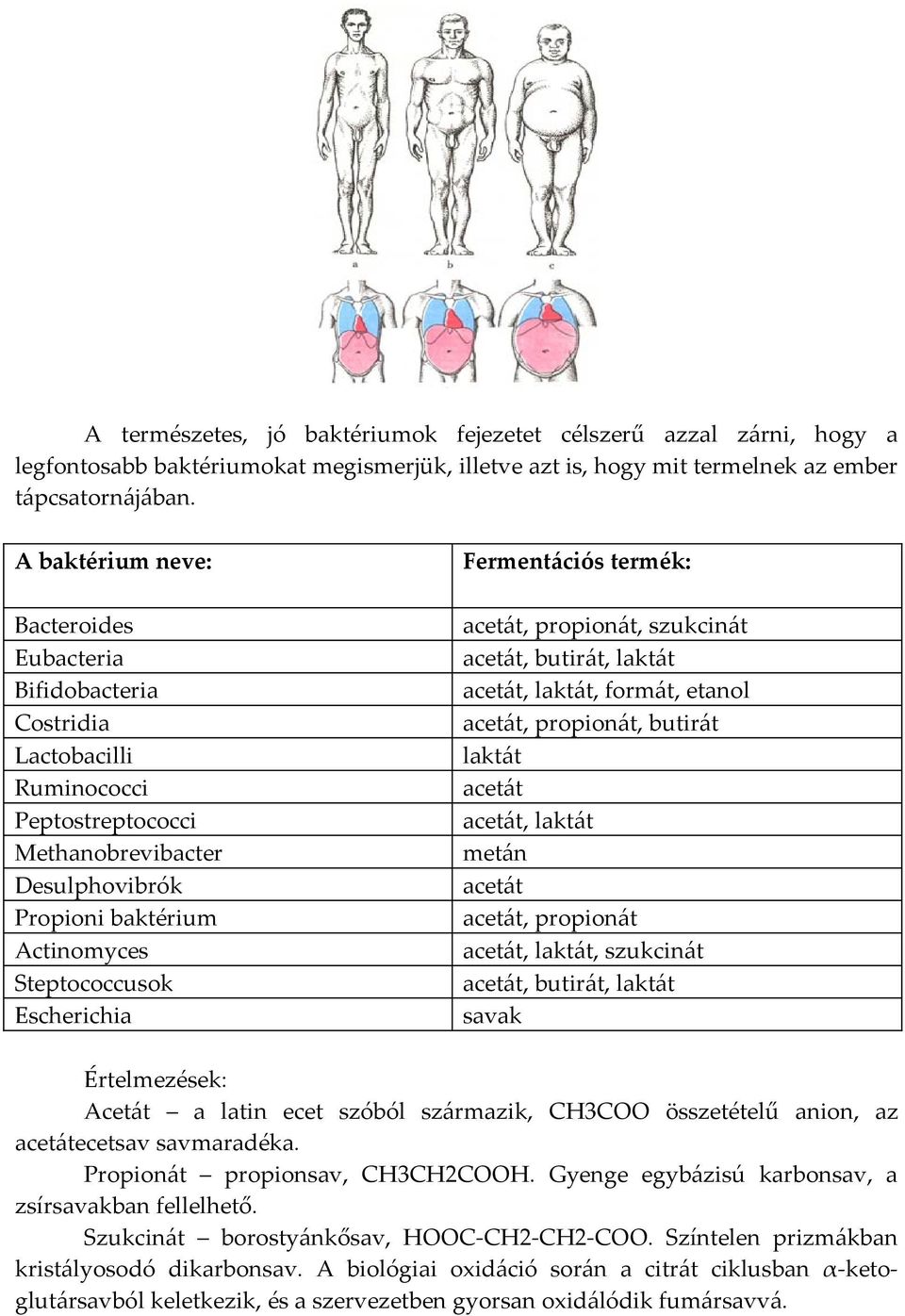 Escherichia Fermentációs termék: acetát, propionát, szukcinát acetát, butirát, laktát acetát, laktát, formát, etanol acetát, propionát, butirát laktát acetát acetát, laktát metán acetát acetát,