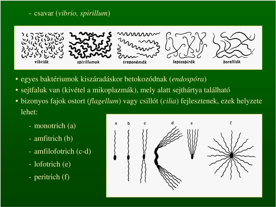 bizonyos fajok ostort (flagellum) vagy csillót (cilia) fejlesztenek, ezek helyzete