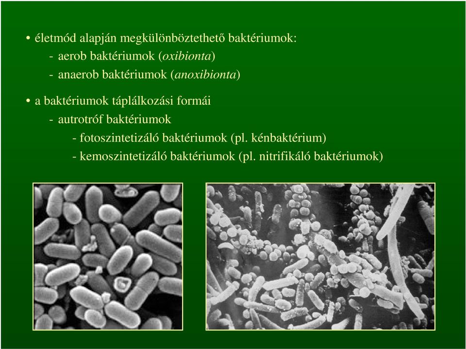 táplálkozási formái - autrotróf baktériumok - fotoszintetizáló