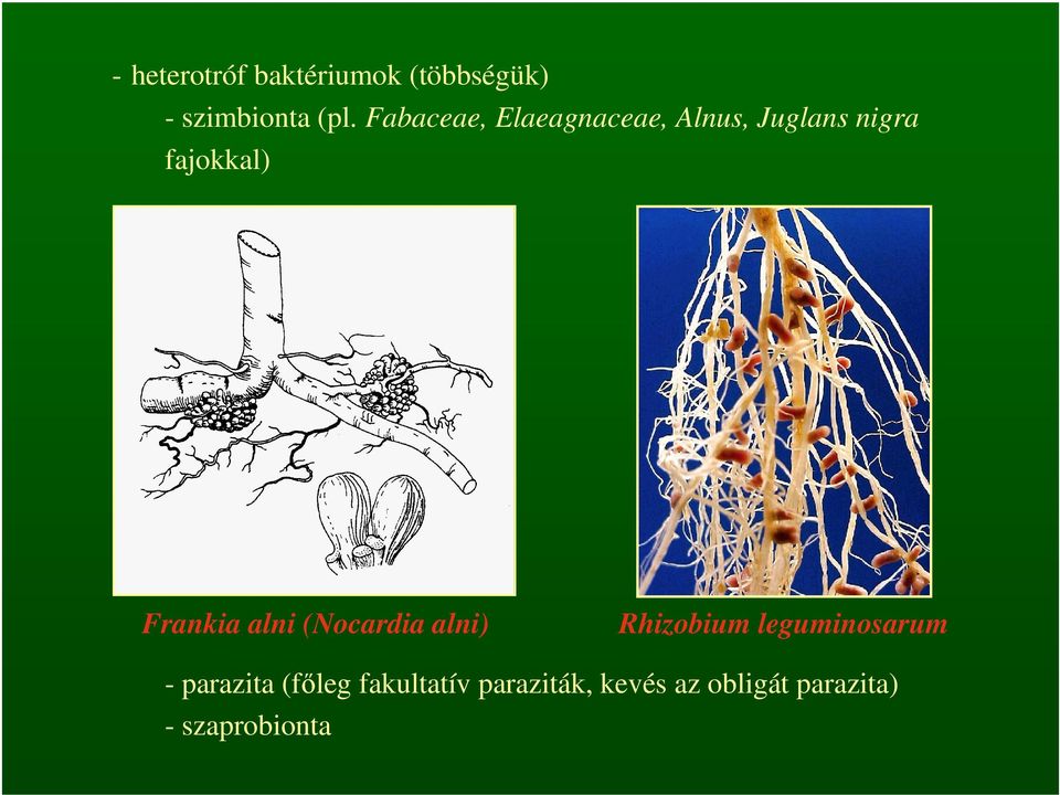 Frankia alni (Nocardia alni) Rhizobium leguminosarum -