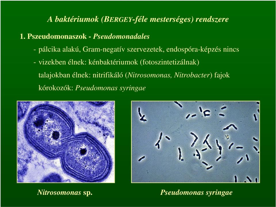 endospóra-képzés nincs - vizekben élnek: kénbaktériumok (fotoszintetizálnak)