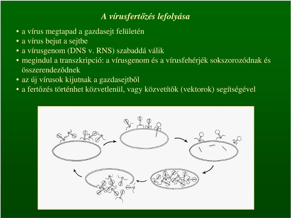 RNS) szabaddá válik megindul a transzkripció: a vírusgenom és a vírusfehérjék