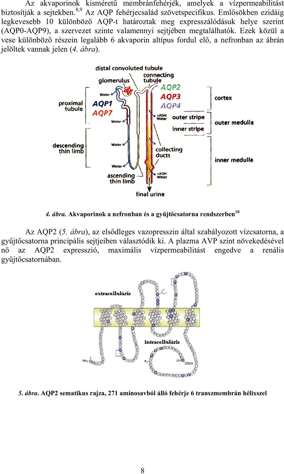Ezek közül a vese különböz részein legalább 6 akvaporin altípus fordul el, a nefronban az ábrán jelöltek vannak jelen (4. ábra). 4. ábra. Akvaporinok a nefronban és a gy jt csatorna rendszerben 10 Az AQP2 (5.
