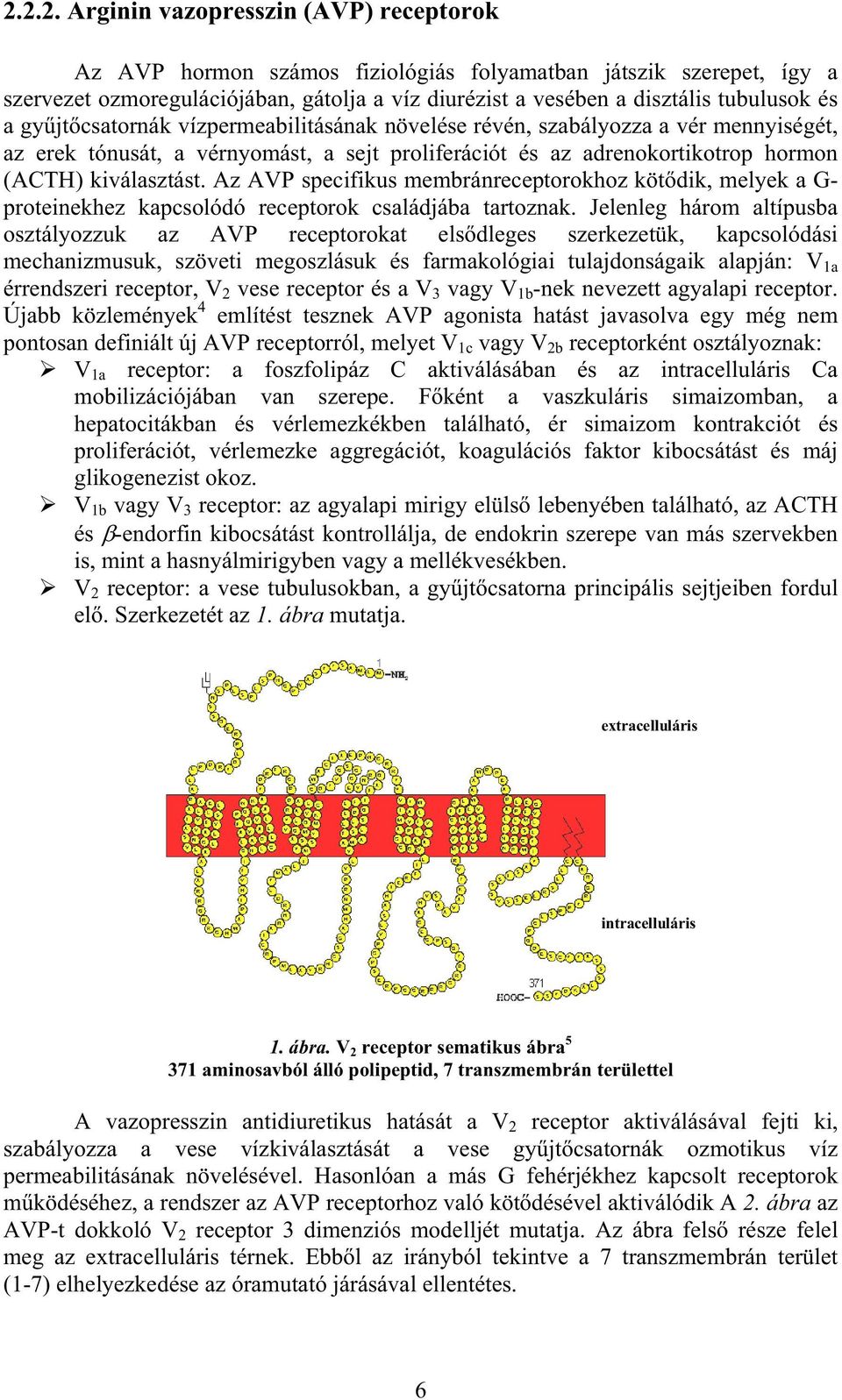 Az AVP specifikus membránreceptorokhoz köt dik, melyek a G- proteinekhez kapcsolódó receptorok családjába tartoznak.