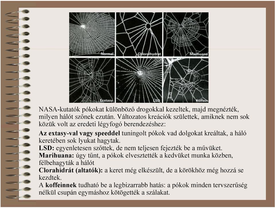 háló keretében sok lyukat hagytak. LSD: egyenletesen szőttek, de nem teljesen fejezték be a művüket.