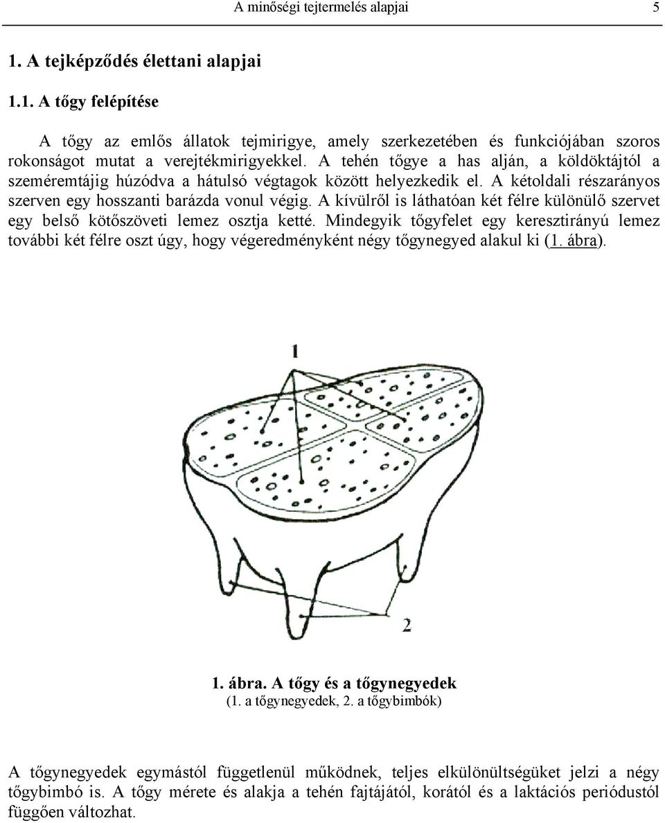 A kívülről is láthatóan két félre különülő szervet egy belső kötőszöveti lemez osztja ketté.