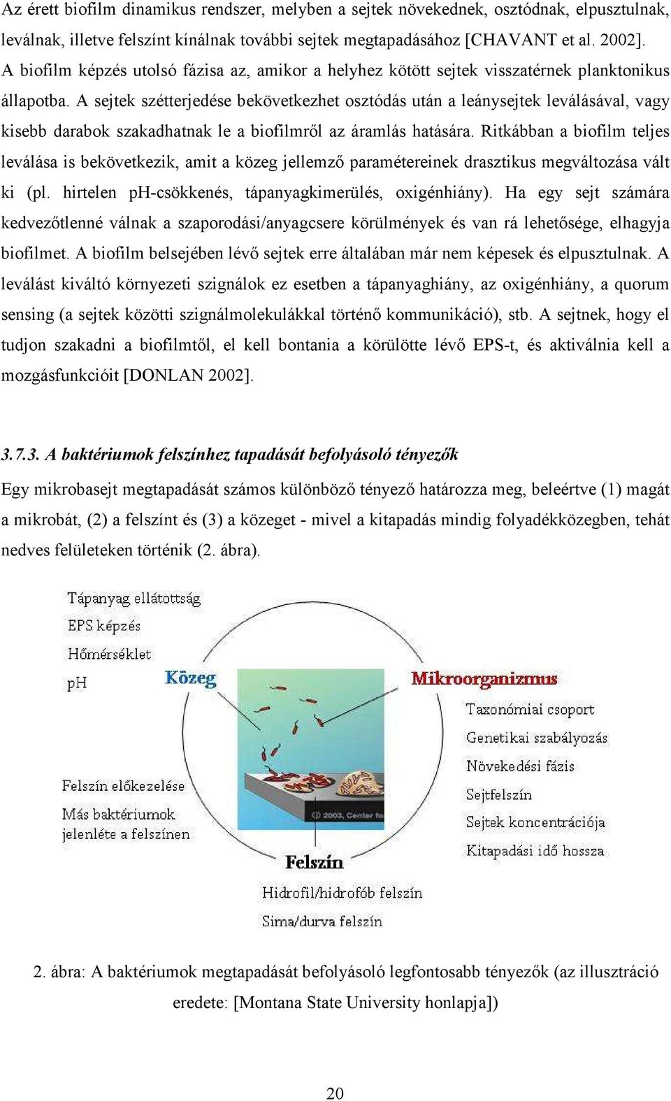 A sejtek szétterjedése bekövetkezhet osztódás után a leánysejtek leválásával, vagy kisebb darabok szakadhatnak le a biofilmrıl az áramlás hatására.