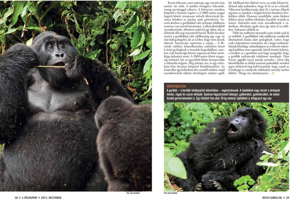 Vacsora közben a gorillákkal való másnapi találkozás reménye tart szóval bennünket. Lelkesedésünkből nyomkeresőnk, Abraham szakít ki egy időre, aki az előttünk álló nap menetéről beszél.