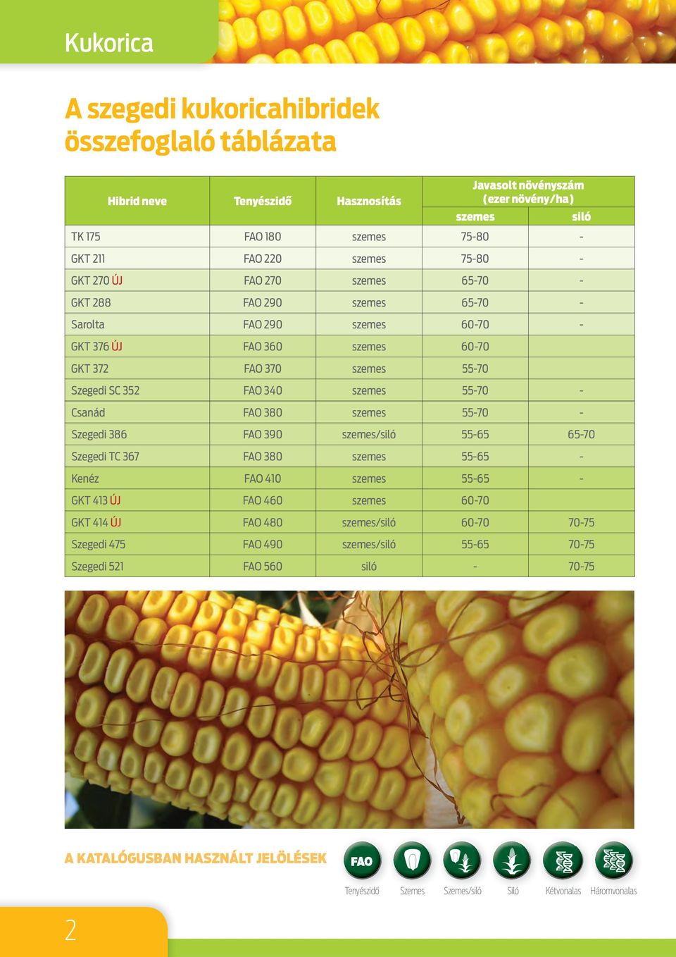 Csanád FAO 380 szemes 55-70 - Szegedi 386 FAO 390 szemes/siló 55-65 65-70 Szegedi TC 367 FAO 380 szemes 55-65 - Kenéz FAO 410 szemes 55-65 - GKT 413 ÚJ FAO 460 szemes 60-70 GKT 414 ÚJ FAO 480