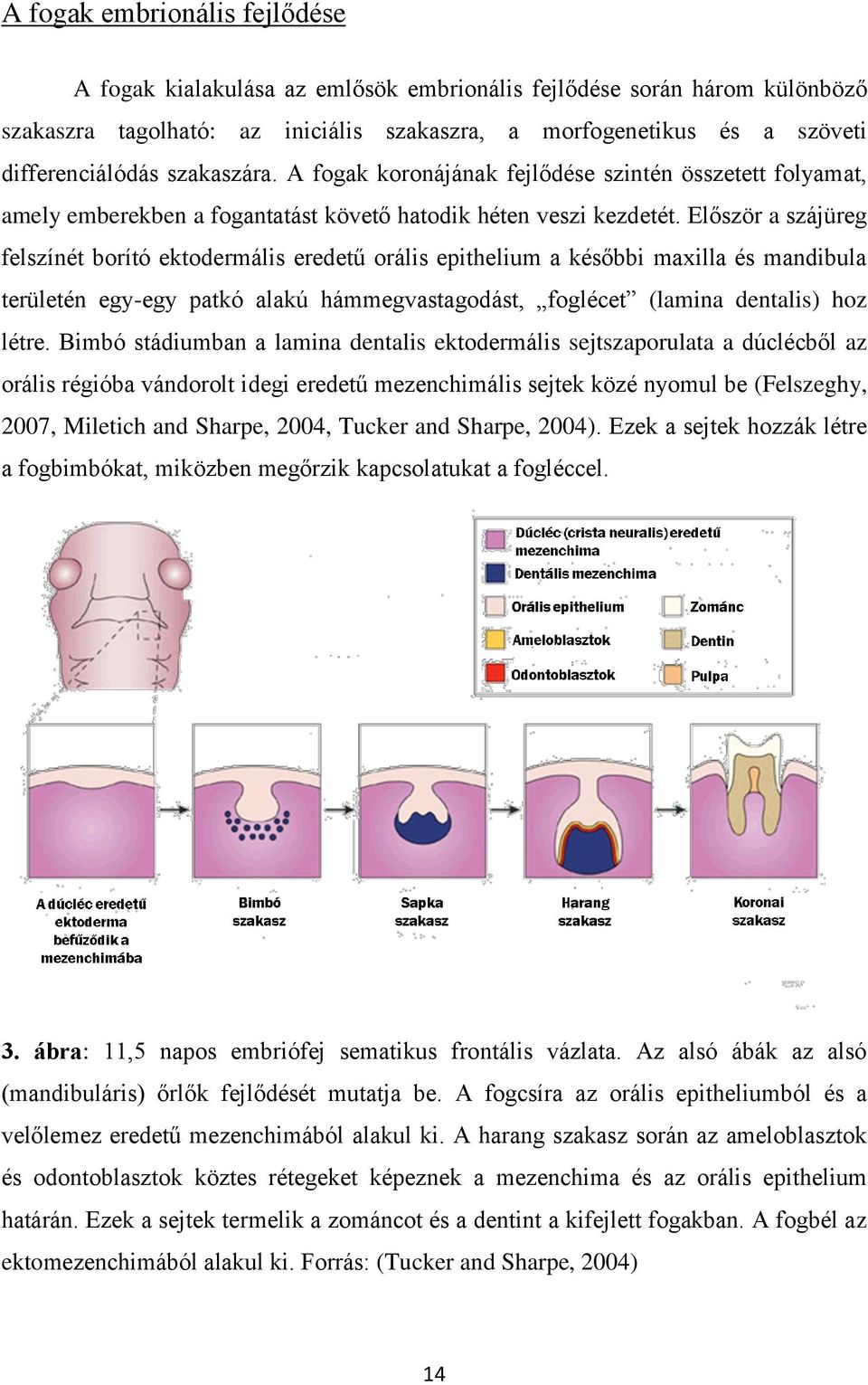 Először a szájüreg felszínét borító ektodermális eredetű orális epithelium a későbbi maxilla és mandibula területén egy-egy patkó alakú hámmegvastagodást, foglécet (lamina dentalis) hoz létre.