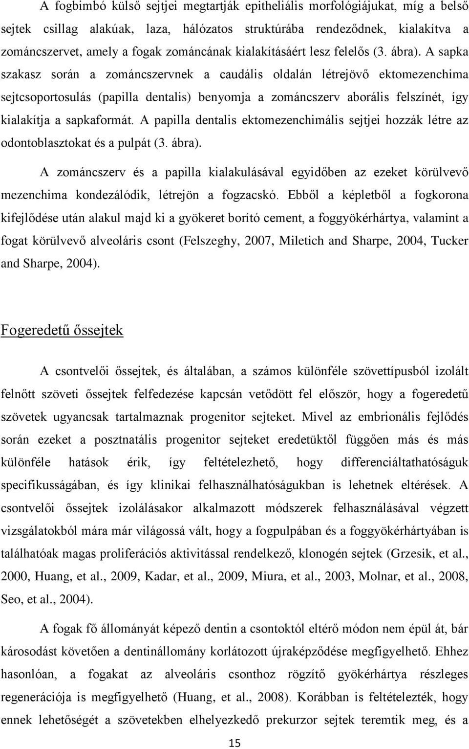 A sapka szakasz során a zománcszervnek a caudális oldalán létrejövő ektomezenchima sejtcsoportosulás (papilla dentalis) benyomja a zománcszerv aborális felszínét, így kialakítja a sapkaformát.