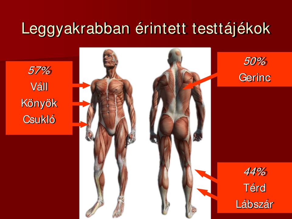 57% Váll Könyök