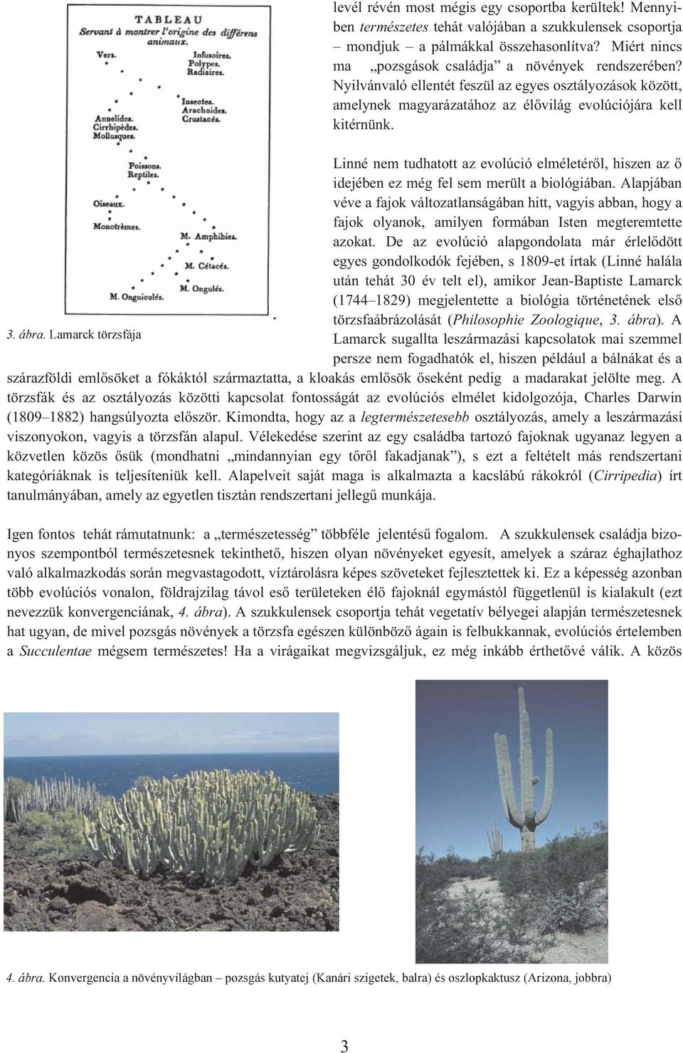 Linné nem tudhatott az evolúció elméletérõl, hiszen az õ idejében ez még fel sem merült a biológiában.