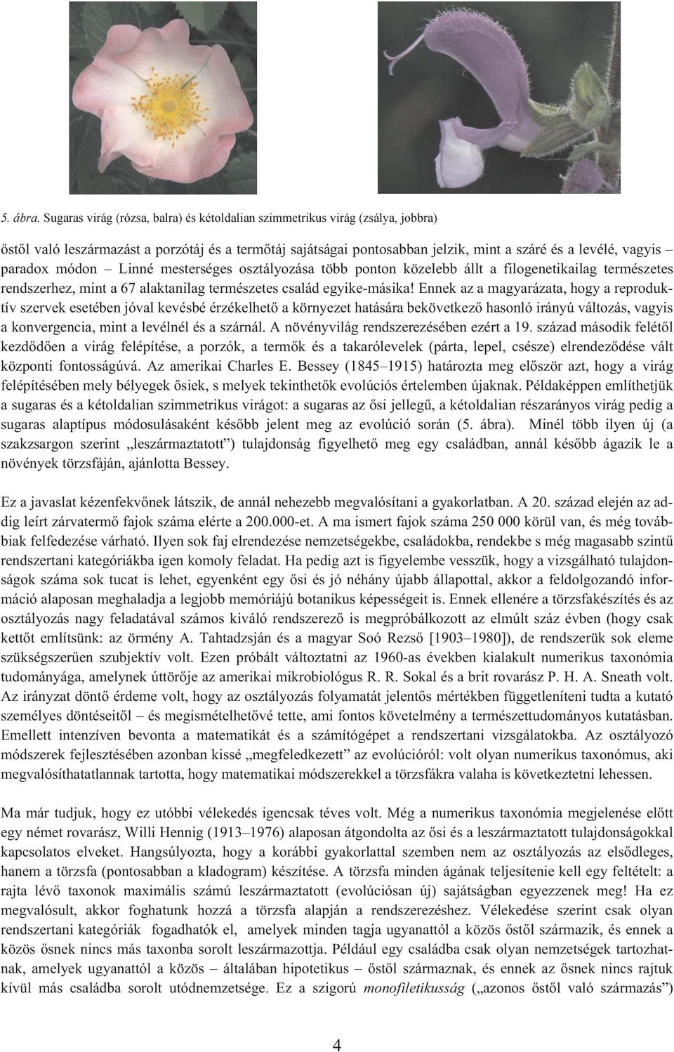 paradox módon Linné mesterséges osztályozása több ponton közelebb állt a filogenetikailag természetes rendszerhez, mint a 67 alaktanilag természetes család egyike-másika!