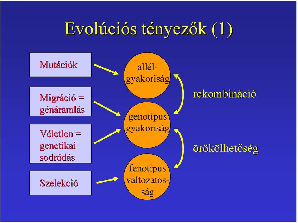 Szelekció allélgyakoriság genotípus