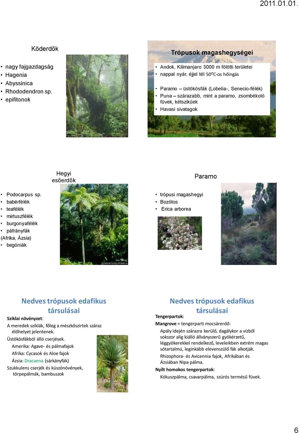 zsombékoló füvek, kétszikűek Havasi sivatagok Hegyi esőerdők Paramo Podocarpus sp.