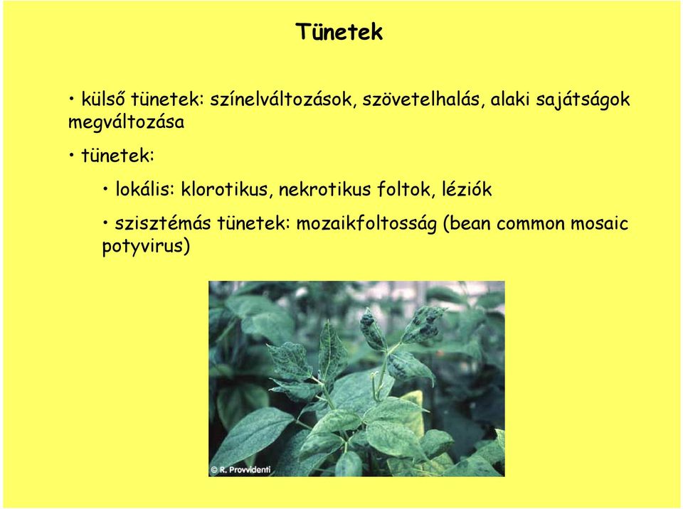 tünetek: lokális: klorotikus, nekrotikus foltok,