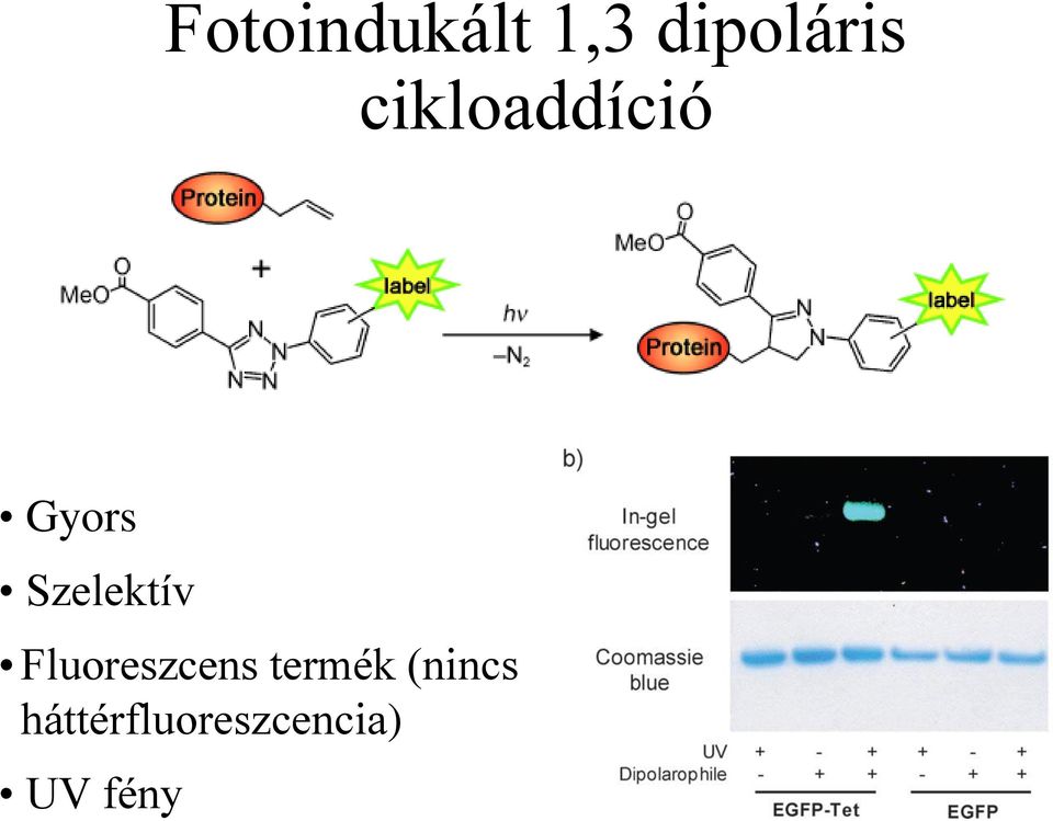 Szelektív Fluoreszcens