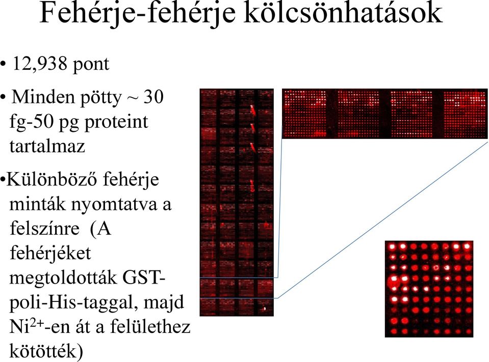 minták nyomtatva a felszínre (A fehérjéket megtoldották