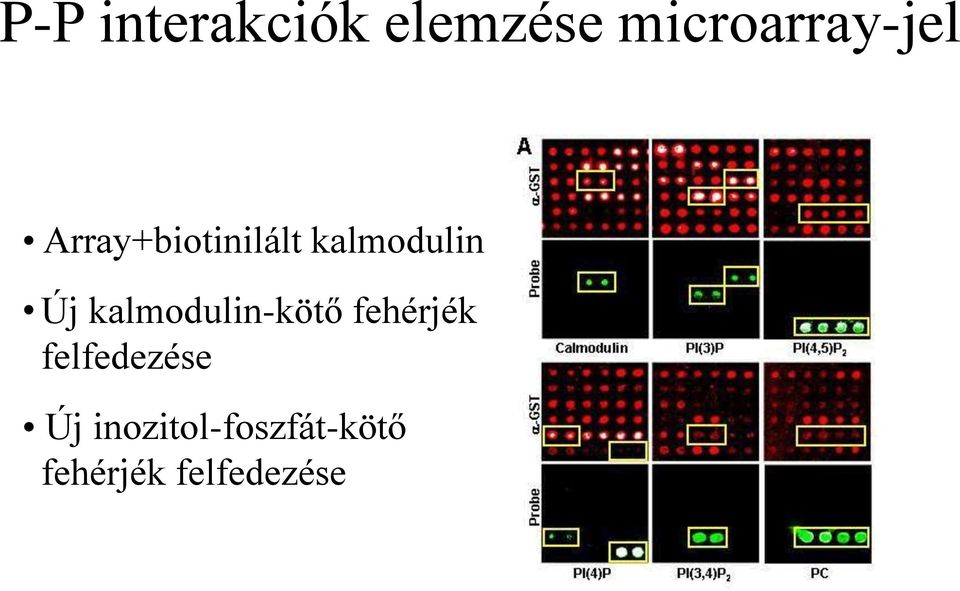 kalmodulin Új kalmodulin-kötő fehérjék