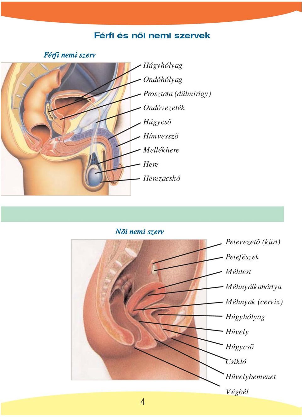 Herezacskó Nõi nemi szerv 4 Petevezetõ (kürt) Petefészek Méhtest