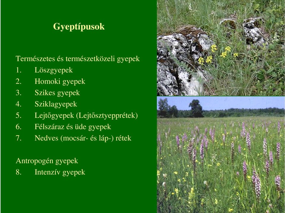 Sziklagyepek 5. Lejtıgyepek (Lejtısztyepprétek) 6.