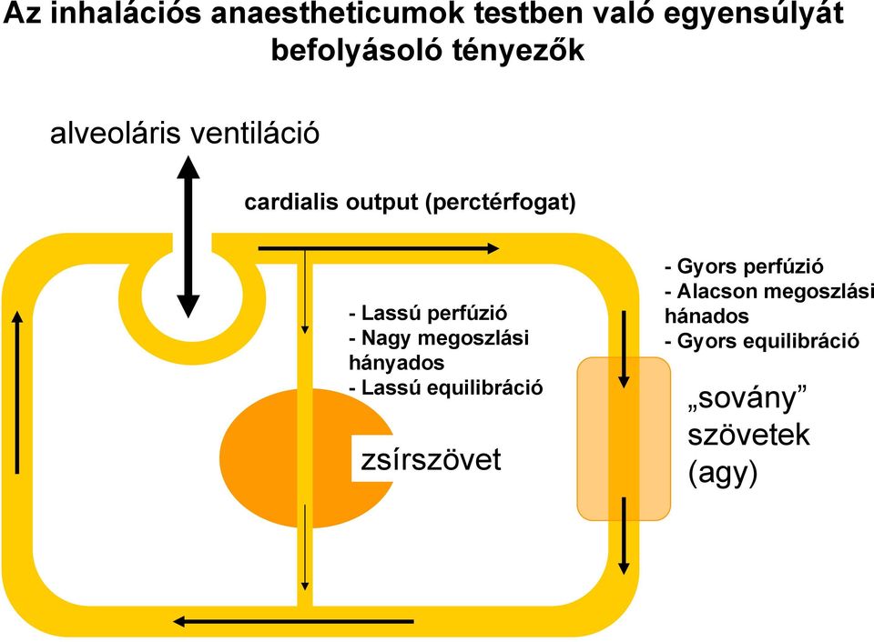 perfúzió - Nagy megoszlási hányados - Lassú equilibráció zsírszövet -