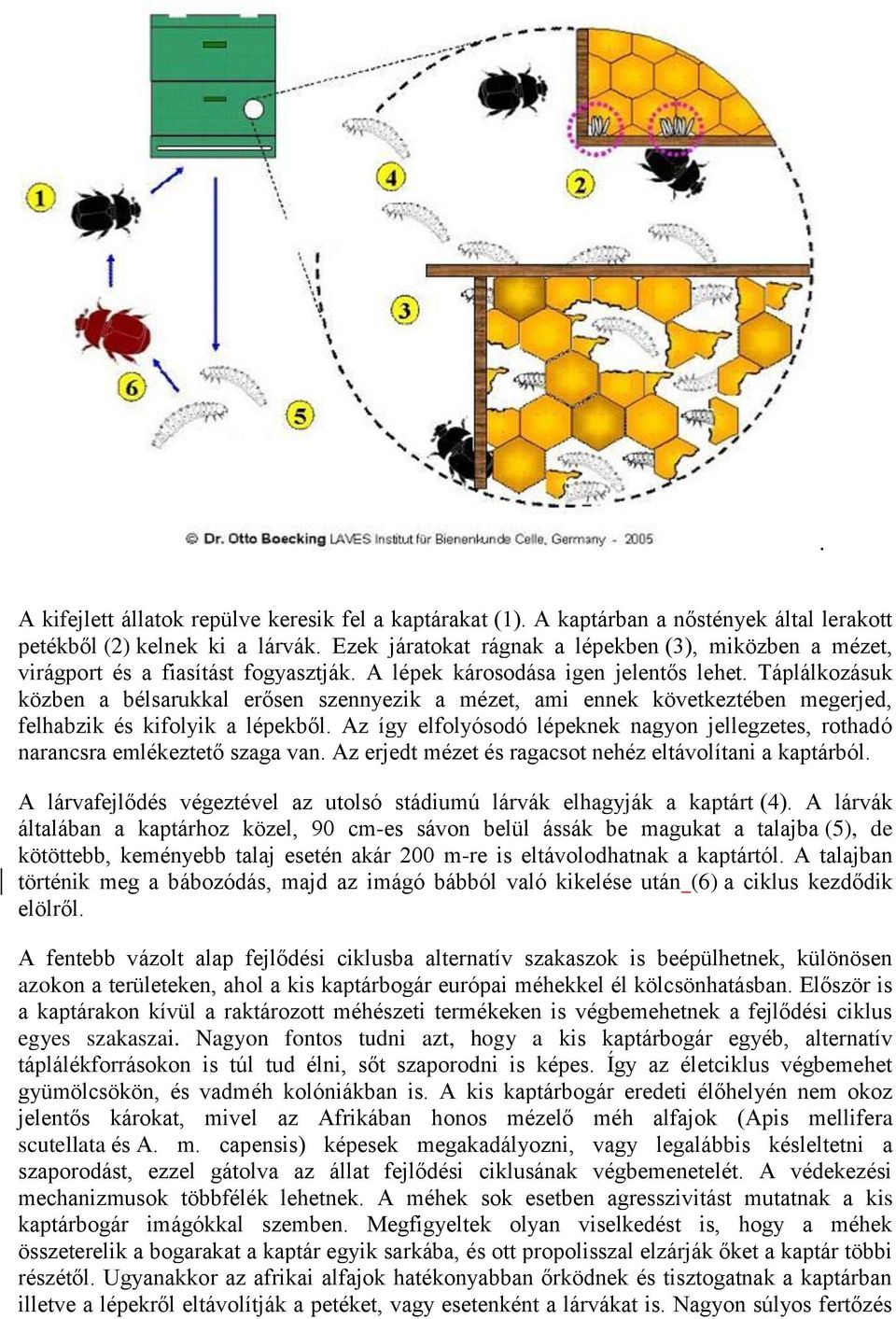 Táplálkozásuk közben a bélsarukkal erősen szennyezik a mézet, ami ennek következtében megerjed, felhabzik és kifolyik a lépekből.