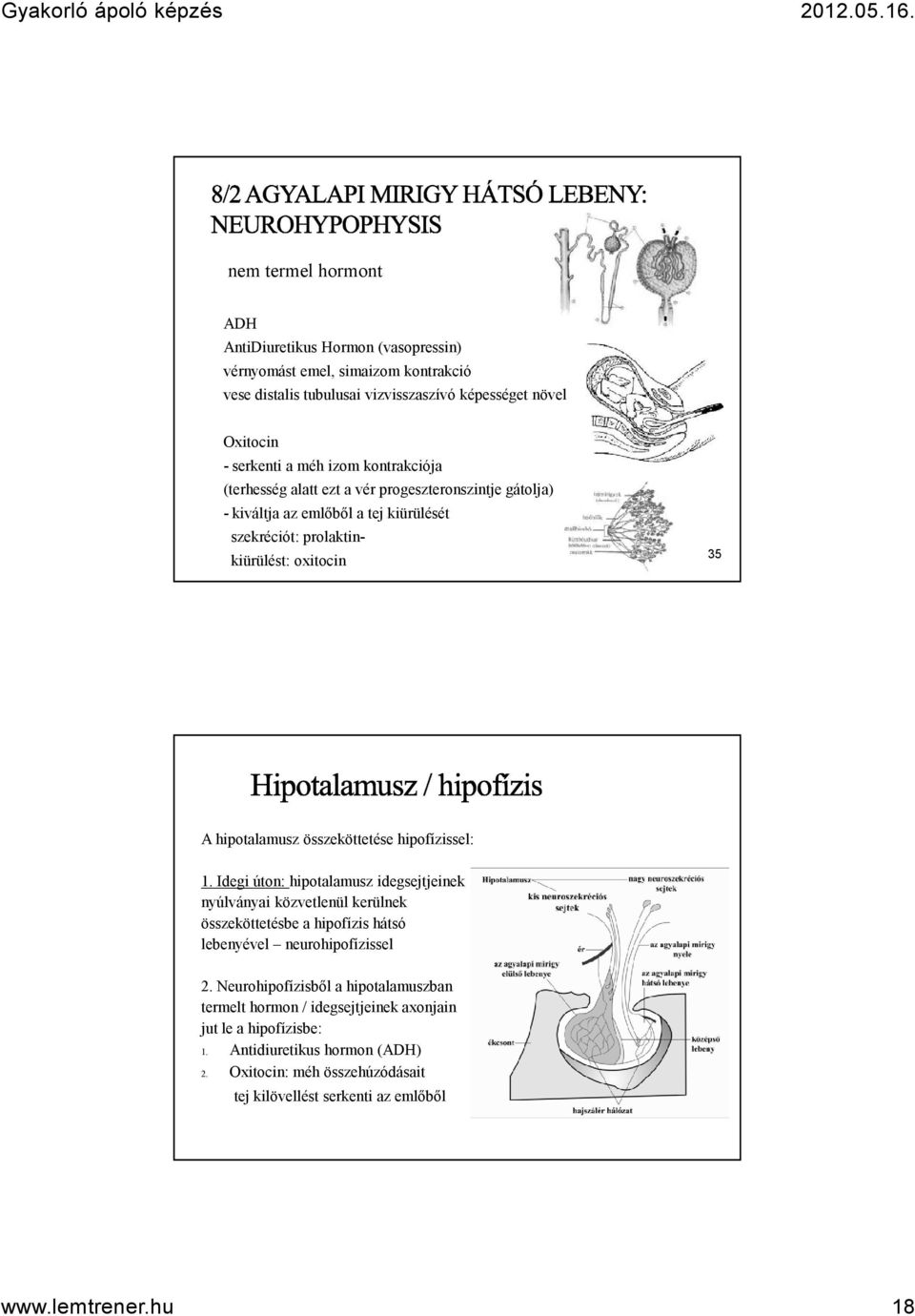 hipofízissel: 1. Idegi úton: hipotalamusz idegsejtjeinek nyúlványai közvetlenül kerülnek összeköttetésbe a hipofízis hátsó lebenyével neurohipofízissel 2.