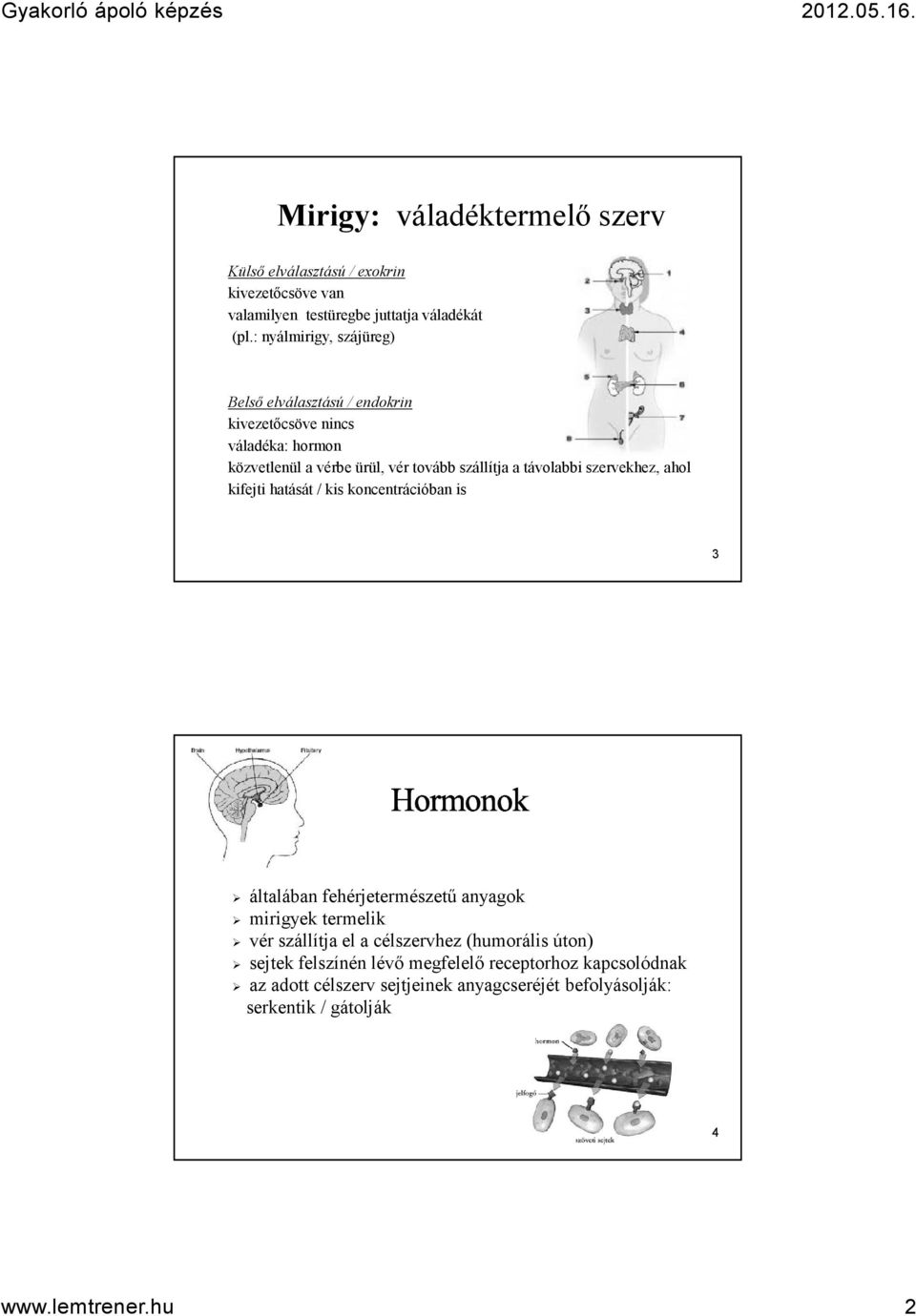 távolabbi szervekhez, ahol kifejti hatását / kis koncentrációban is 3 általában fehérjetermészetű anyagok mirigyek termelik vér szállítja el a