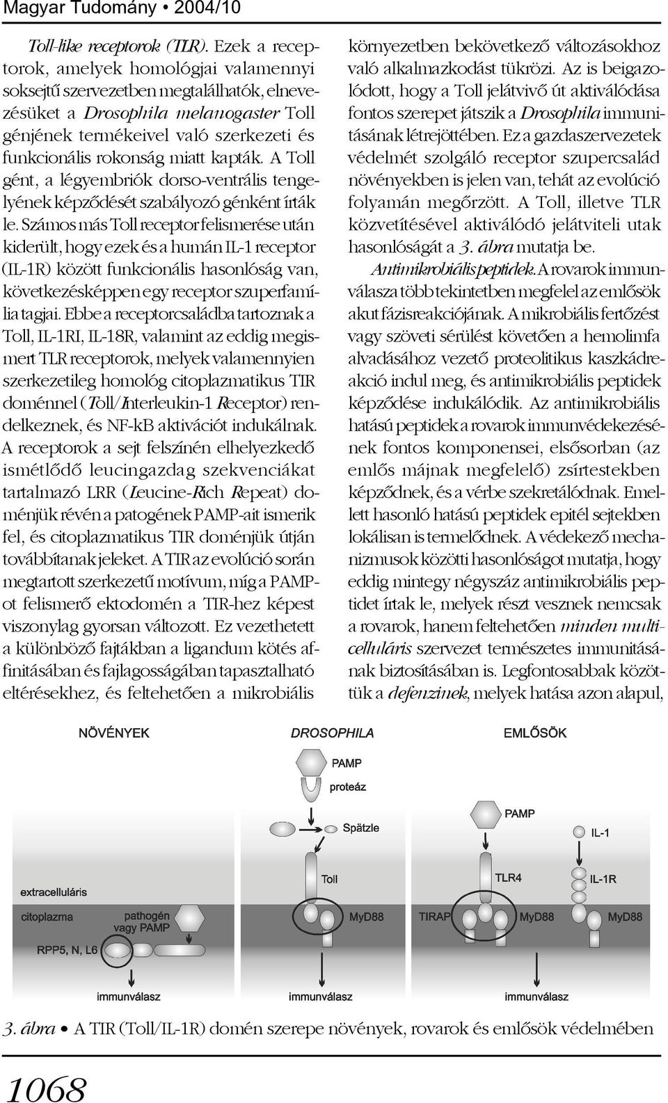 kapták. A Toll gént, a légyembriók dorso-ventrális tengelyének képzõdését szabályozó génként írták le.