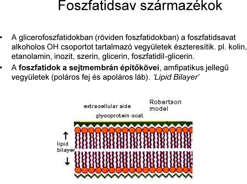 kolin, etanolamin, inozit, szerin, glicerin, foszfatidil-glicerin.