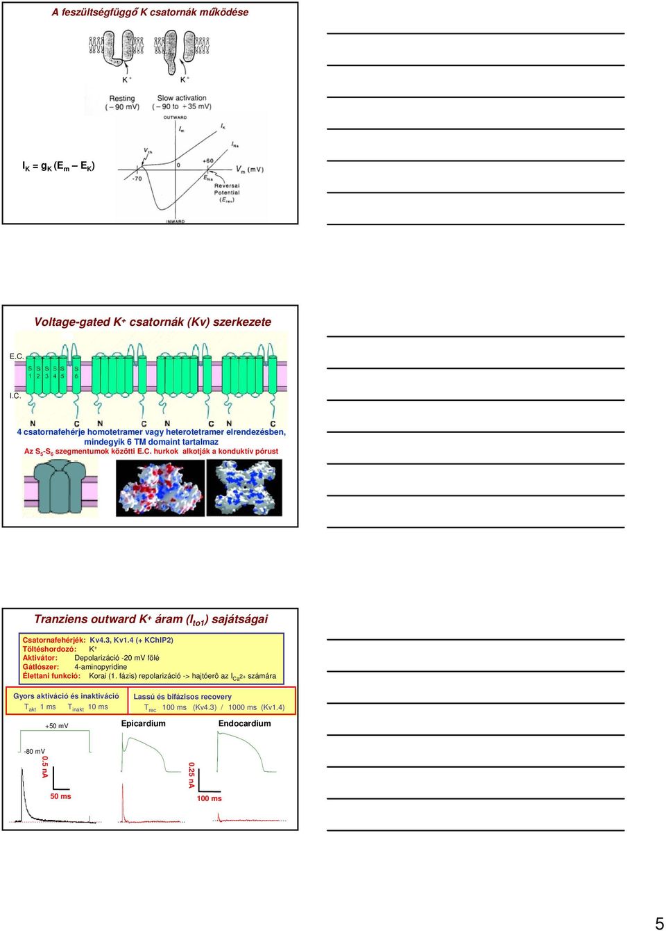 3, Kv1.4 (+ KChIP2) Töltéshordozó: K + Aktivátor: Depolarizáció -2 mv fölé Gátlószer: 4-aminopyridine Élettani funkció: Korai (1.