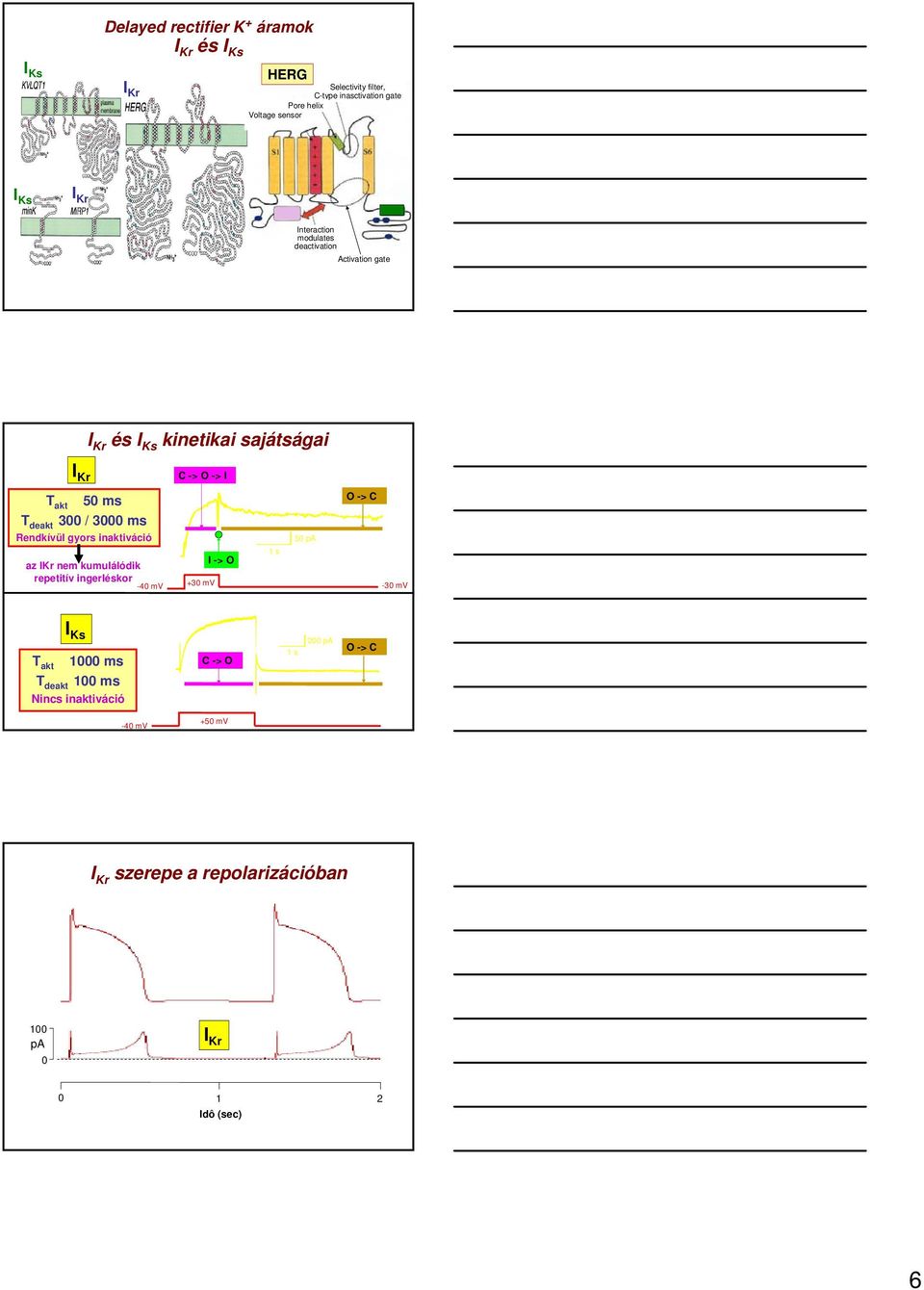 gyors inaktiváció az IKr nem kumulálódik repetitív ingerléskor -4 mv C -> O -> I O -> C 5 pa 1 s I -> O +3 mv -3 mv I Ks