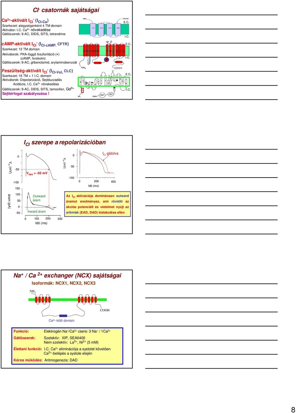 Szerkezet: 16 TM + 1 domain Aktivátorok: Depolarizáció, Sejtduzzadás Acidózis, Ca 2+ növekedése Gátlószerek: 9-AC, DIDS, SITS, tamoxifen, Gd 3+ Sejttérfogat szabályozása!