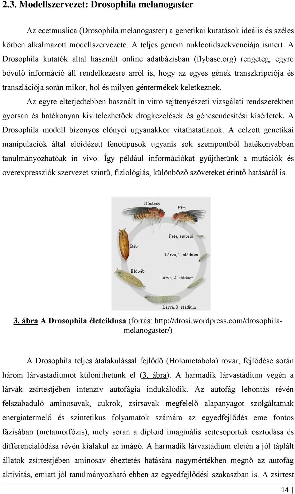 org) rengeteg, egyre bővülő információ áll rendelkezésre arról is, hogy az egyes gének transzkripciója és transzlációja során mikor, hol és milyen géntermékek keletkeznek.