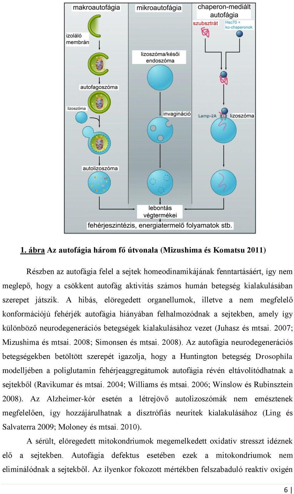 A hibás, elöregedett organellumok, illetve a nem megfelelő konformációjú fehérjék autofágia hiányában felhalmozódnak a sejtekben, amely így különböző neurodegenerációs betegségek kialakulásához vezet